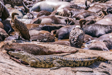 Crocodile, Galapagos Islands, Ecuador. The Galapagos Islands are the southernmost island of the...