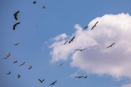 Pelicans flying in a blue sky with white clouds in the background