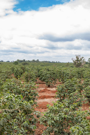 Coffee plantation in the north of Brazil, South America.の写真素材