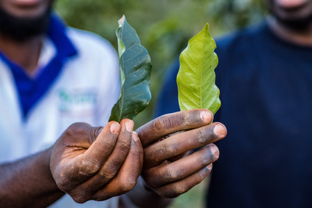 Close-up of a young green plant in the hands of a farmer.の写真素材