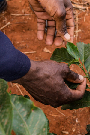 Close-up of the hands of a farmer holding a coffee plantの写真素材