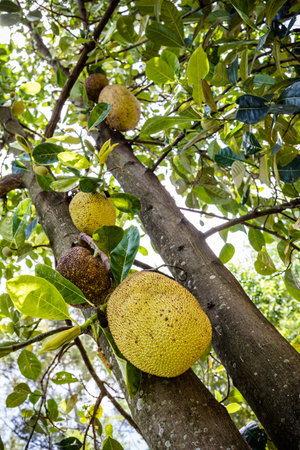 Jackfruit on the tree in the orchard. Selective focus.