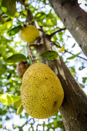 Jackfruit on the tree in the orchard. Exotic fruit.