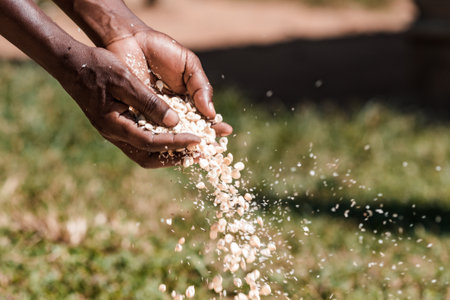Close-up of farmer's hands pouring wheat grains into the air
