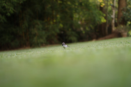 Pied Wagtail on a green lawn in a park in the summerの写真素材