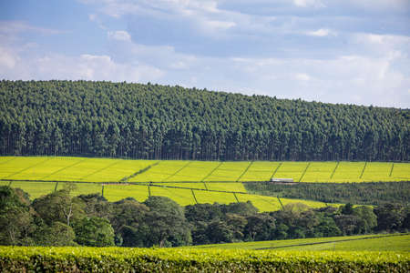 Tea leaves farm plantations large scale estates in Kenya East Africa