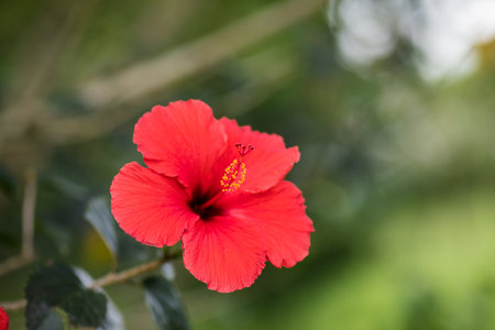Red hibiscus flower blooming in the garden, stock photoの写真素材
