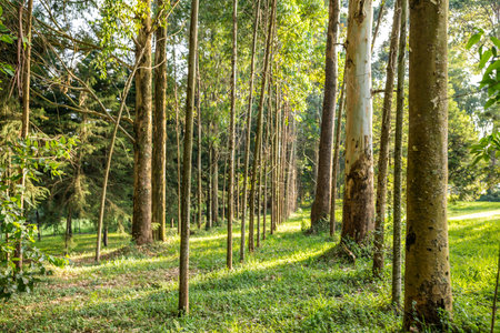 Rubber plantation in the morning,Thailand,selective focusの写真素材