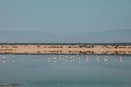 Lake Magadi is the southernmost lake in the Kenyan Rift Valley, lying in a catchment of faulted volcanic rocks, north of Tanzania's Lake Natron. During the dry season, it is 80% coの写真素材