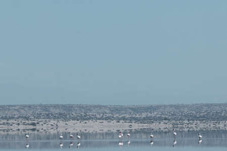 Lake Magadi is the southernmost lake in the Kenyan Rift Valley, lying in a catchment of faulted volcanic rocks, north of Tanzania's Lake Natron. During the dry season, it is 80% coの写真素材