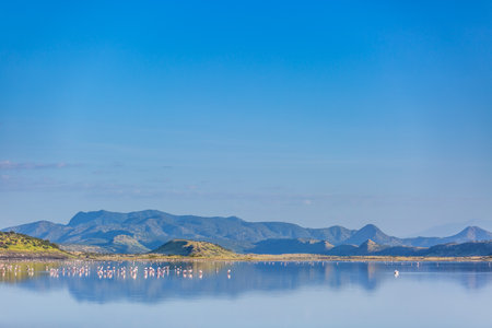 Lake Magadi is the southernmost lake in the Kenyan Rift Valley, lying in a catchment of faulted volcanic rocks, north of Tanzania's Lake Natron. During the dry season, it is 80% coの写真素材