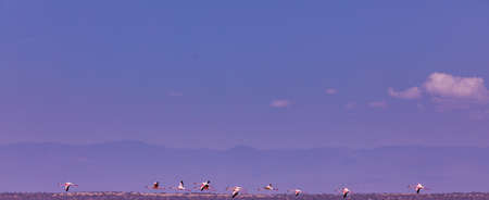 Lake Magadi is the southernmost lake in the Kenyan Rift Valley, lying in a catchment of faulted volcanic rocks, north of Tanzania's Lake Natron. During the dry season, it is 80% coの写真素材