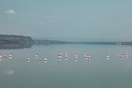 Lake Magadi is the southernmost lake in the Kenyan Rift Valley, lying in a catchment of faulted volcanic rocks, north of Tanzania's Lake Natron. During the dry season, it is 80% coの写真素材