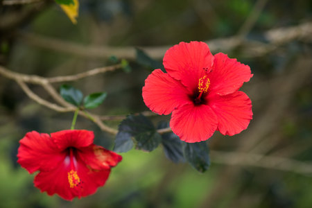 Red hibiscus flower in the garden with natural background.の写真素材