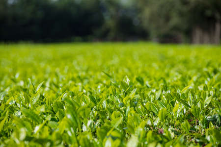 Tea leaves farm plantations large scale estates in Kenya East Africaの写真素材
