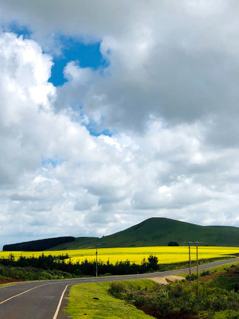 Rapeseed field in the south of Chile, South America.の写真素材