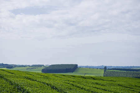 Tea leaves farm plantations large scale estates in Kenya East Africa