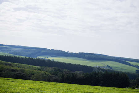 Tea leaves farm plantations large scale estates in Kenya East Africaの写真素材
