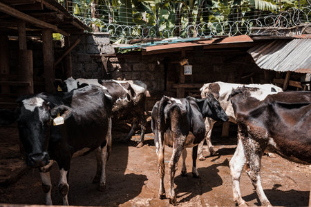 Cows in the paddock of a farm in Vietnam, Asia