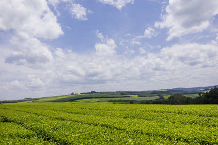 Tea leaves farm plantations large scale estates in Kenya East Africaの写真素材