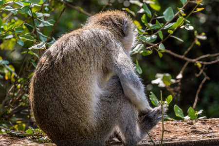 The long-tailed macaque, Macaca fascicularis is a species of monkey in the family Cercopithecidae.の写真素材