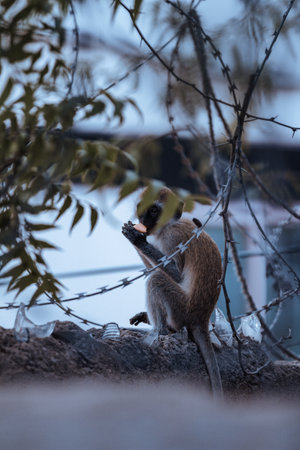 Monkey sitting on a tree branch in the park and eating.の写真素材