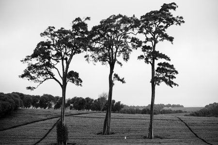 Tea leaves farm plantations large scale estates in Kenya East Africaの写真素材