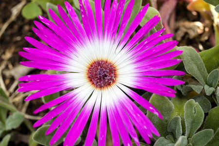Close-up of a purple and white flower with green leaves in the backgroundの写真素材