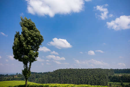 Tea leaves farm large-scale estate plantations In Kenyaの写真素材