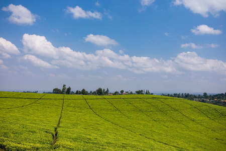 Tea leaves farm large-scale estate plantations In Kenyaの写真素材