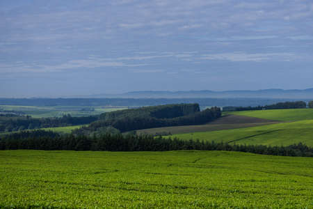 Tea leaves farm large-scale estate plantations In Kenyaの写真素材