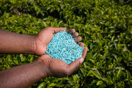 Fertilizer blue in color applications in the tea roots or stem and leaves farm estate in Kenyaの写真素材