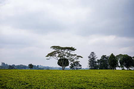 Tea leaves farm estate plantations in Kiambu County Kenya East Africaの写真素材