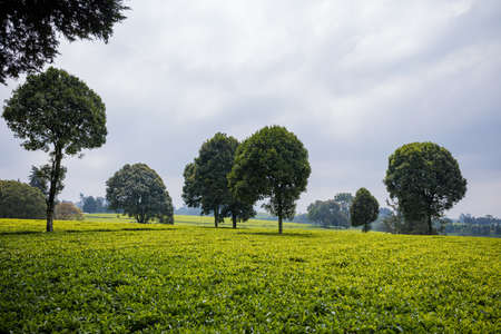 Tea leaves farm estate plantations in Kiambu County Kenya East Africaの写真素材