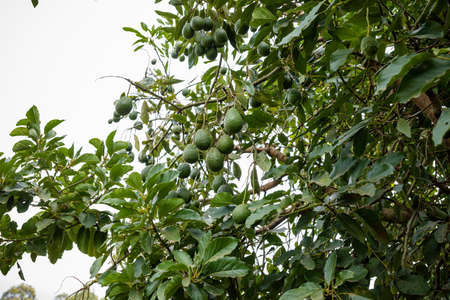 Avocado farming plant trees on the farm