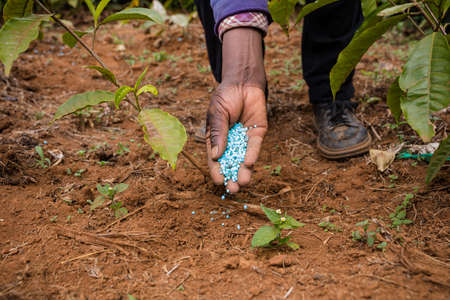 Fertilizer blue in color applications in the tea roots or stem and leaves farm estate in Kenyaの写真素材