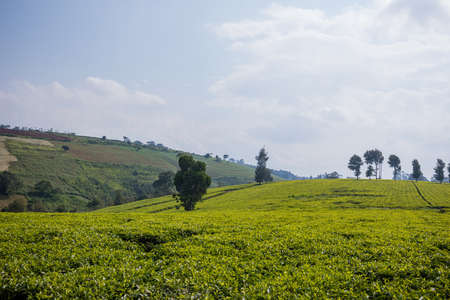 Tea leaves farm large-scale estate plantations In Kenyaの写真素材