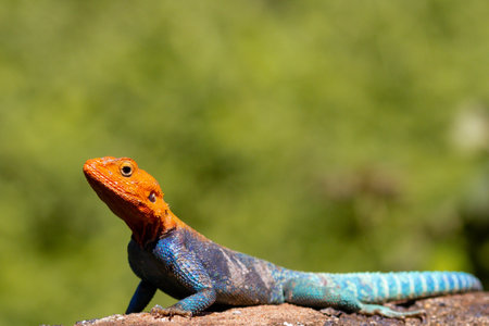 Close-up of a Blue Agama lizard (Agama agama)