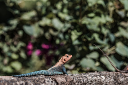 Image of a blue lizard on nature background. Reptile. Animal