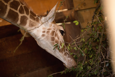 Giraffe in the zoo, closeup of head and neckの写真素材