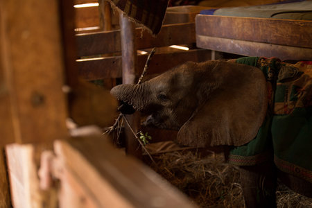 Elephant eating grass in a barn. Selective focus on elephantの写真素材