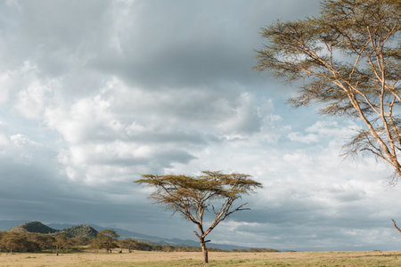 Acacia trees in Mundui House Lake Oloiden Lake Naivasha, Nakuru City County Kenya East Africa Landscapesの写真素材