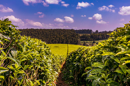 Tea Plantation in Chiang Rai, Thailand. Tea Plantation in Chiang Rai, Thailand.の写真素材