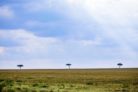 Lonely acacia tree in Masai Mara National Park, Kenyaの写真素材