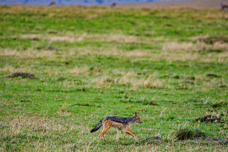 Black-backed jackal in Serengeti National Park, Tanzaniaの写真素材