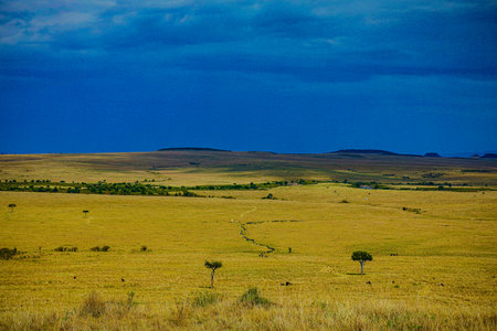 Serengeti National Park in Tanzania, Africa, Africaの写真素材