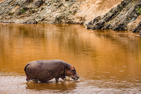 Hippo in the river, Chobe National Park, Botswana, Africaの写真素材