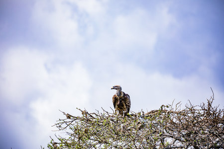 Falcon sitting on top of a tree in the Etosha National Park, Namibia