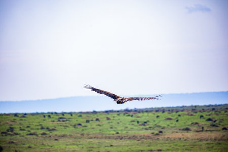 White tailed eagle in the Okavango Delta - Moremi National Park in Botswana