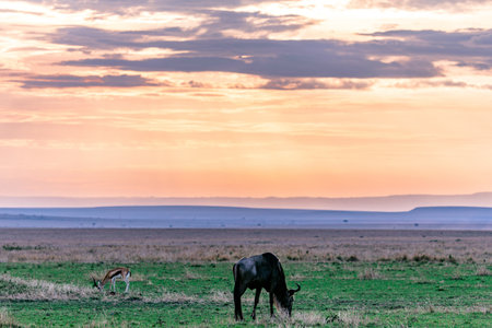 Wild animals in the savanna of Masai Mara National Park, Kenyaの写真素材